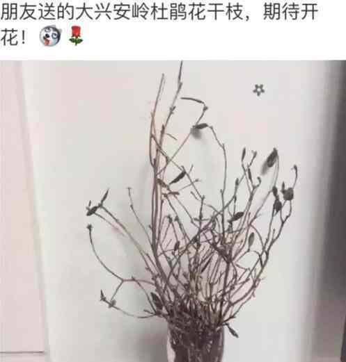 花干 死而复生花刷屏 能起死回生的大兴安岭杜鹃花干枝被称逢春枯木