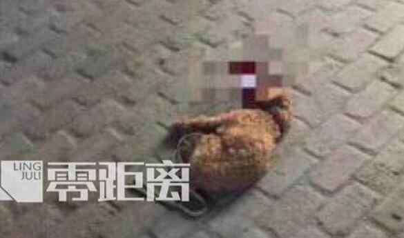 狗狗咬了主人会后悔吗 血腥一幕！儿子被咬摔死泰迪 狗主人：为了我家狗狗全场打7折！