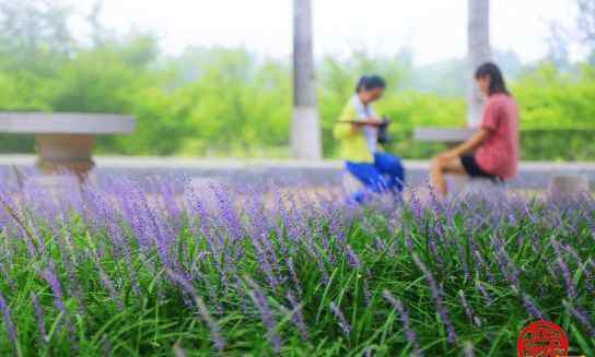 兰花三七 植物园里"兰花三七"魅力释放 花开绚烂