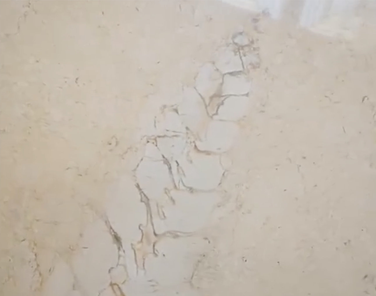 淮安市政大厅地砖现2000万年前化石 学者：40厘米的海螺 第一次见