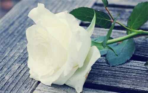 白玫瑰送什么人合适 白玫瑰的花语是什么 白玫瑰送什么人合适