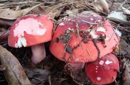 红蘑菇 红菇的营养价值  怎么辨别真假红蘑菇