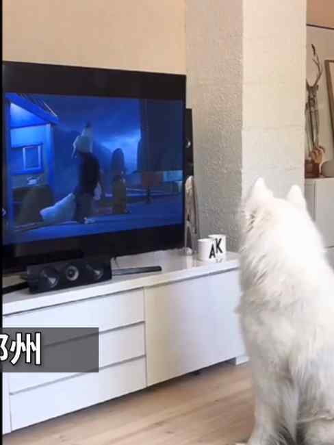 狗狗看动画片时跟着电视里学狼叫 网友：醒醒！你是狗不是狼