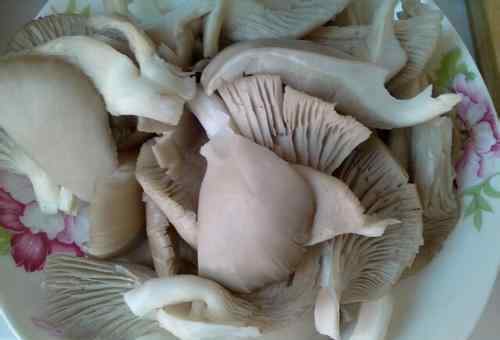 凤尾菇的做法 凤尾菇的做法大全 凤尾菇怎么做好吃