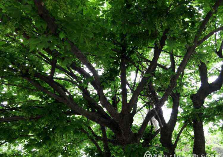 烟酒健康伴侣 黑茶——烟酒男人的健康伴侣