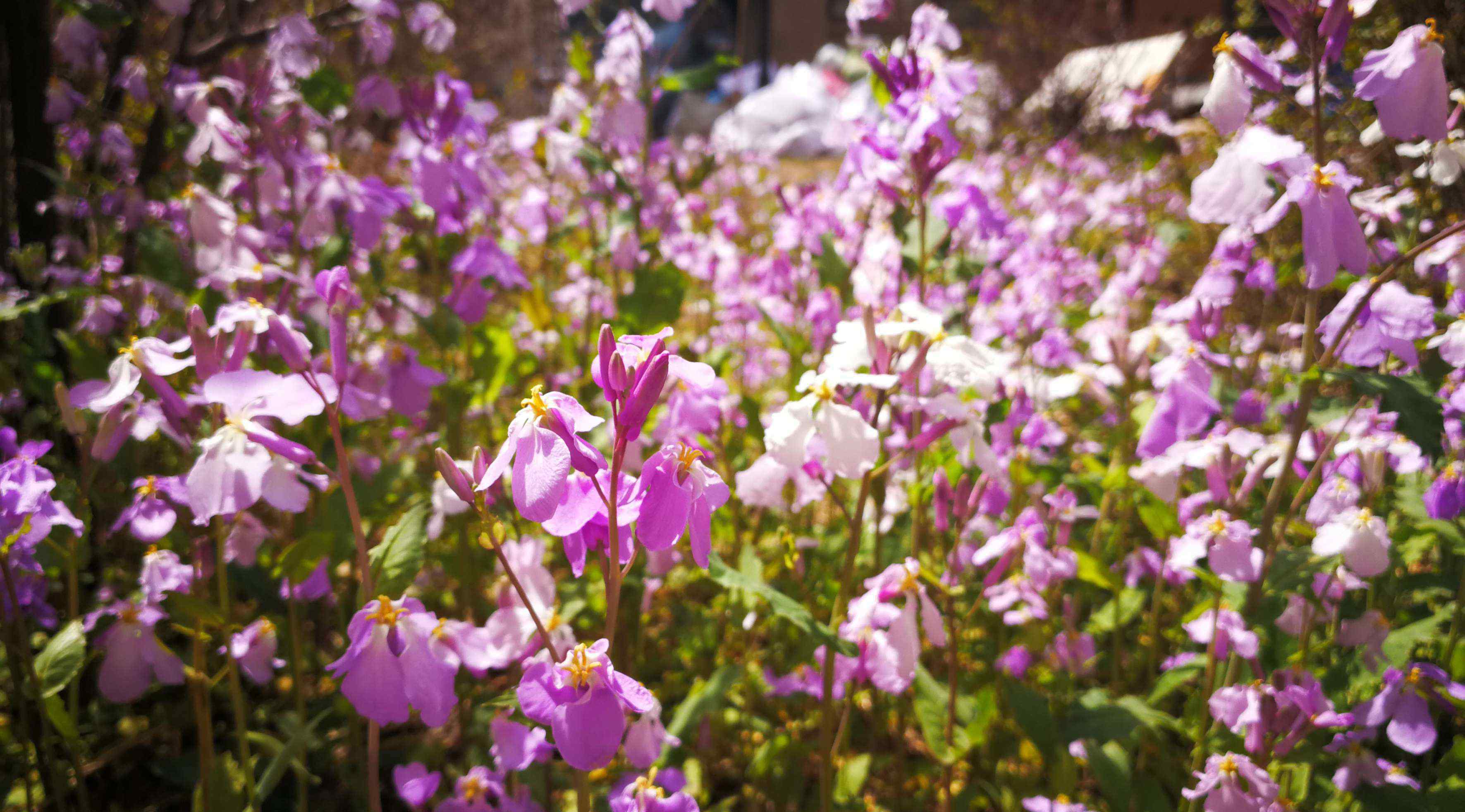 二月兰花 二月兰花