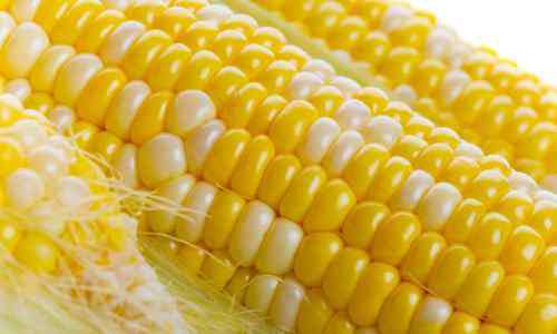 玉米行情预测 2020年玉米期货最新行情 下半年玉米价格分析及预测