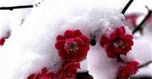 红色的花有哪些 冬天的花有哪些是红色的 冬季养花要注意哪些问题