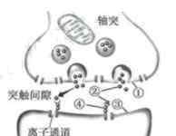 生物试题 2019江苏高考生物试题及答案【word真题试卷】