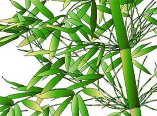 一什么翠竹 翠竹的象征意义有几种 翠竹有哪些价值