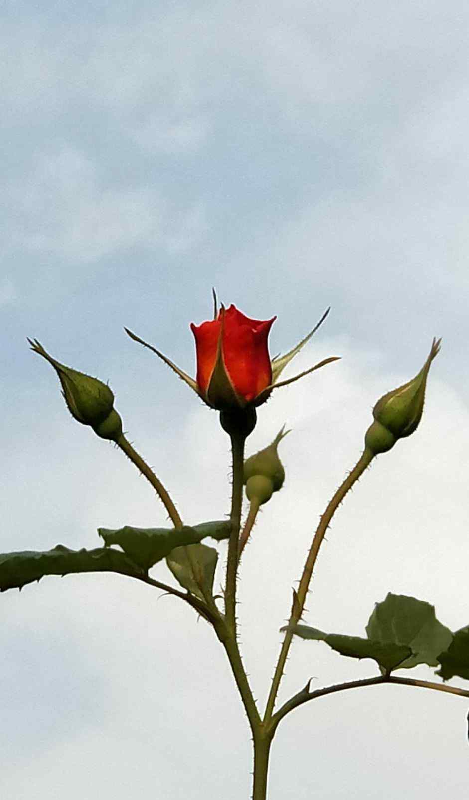 送你一朵玫瑰花 送你一朵玫瑰花！