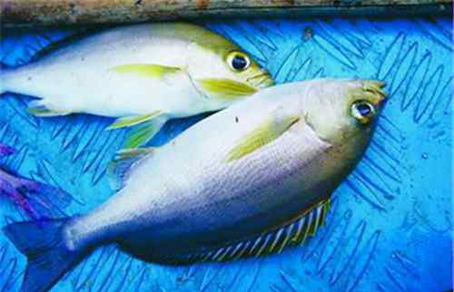 油鱼和鳕鱼的区别图片 油鱼和鳕鱼的区别在哪些方面 鳕鱼菜谱大全