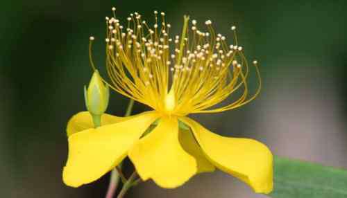 迎春花有几种 迎春花几月开 迎春花的品种有哪些