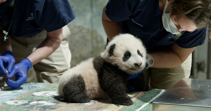 大熊猫“美香”留美延长至2023年 今年8月诞下“小奇迹”