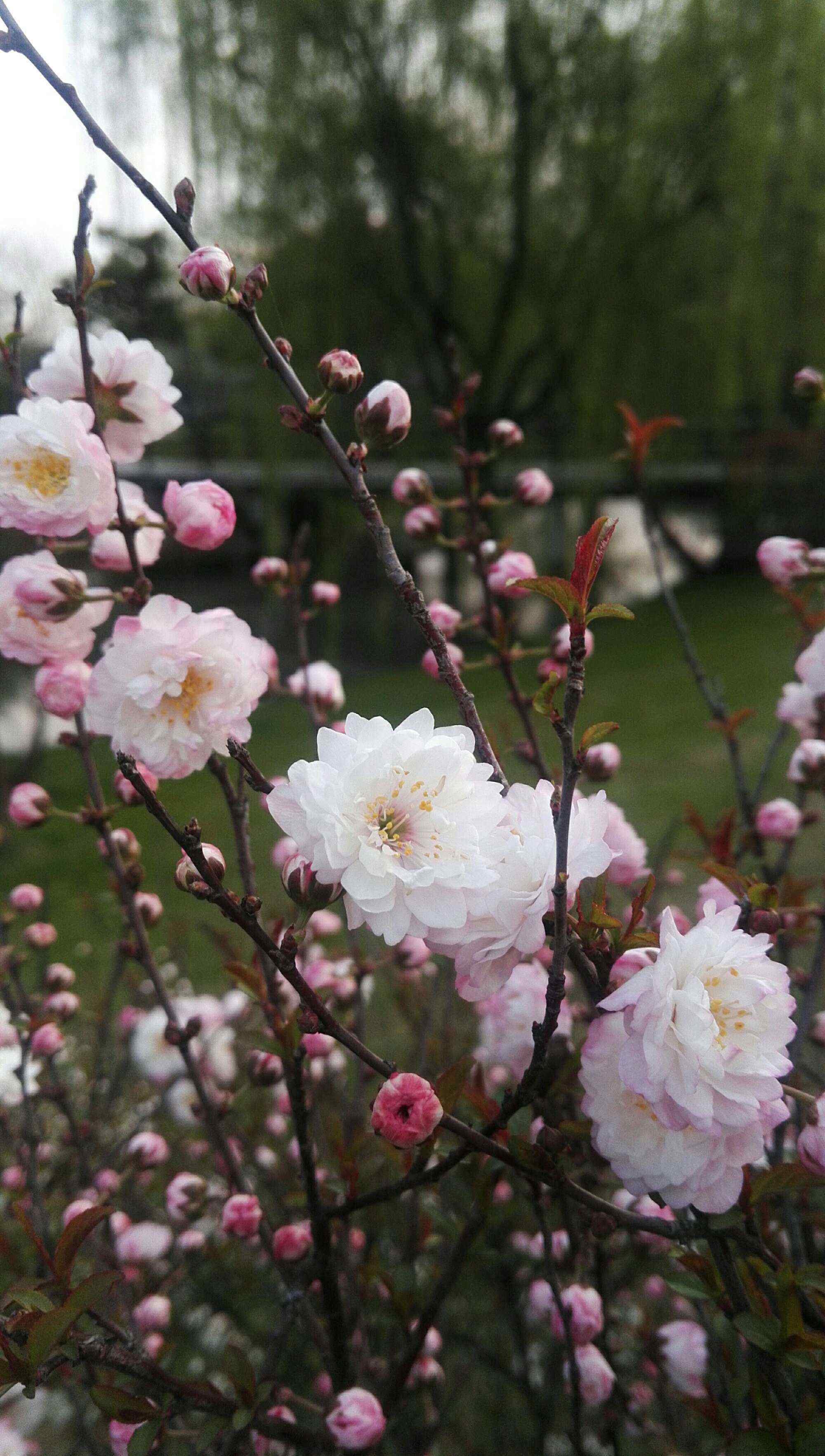 麦李 麦李花