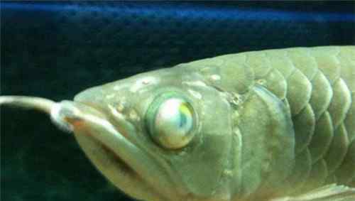 银龙鱼常见病 银龙鱼常见病都有哪些 银龙鱼一般能活多久