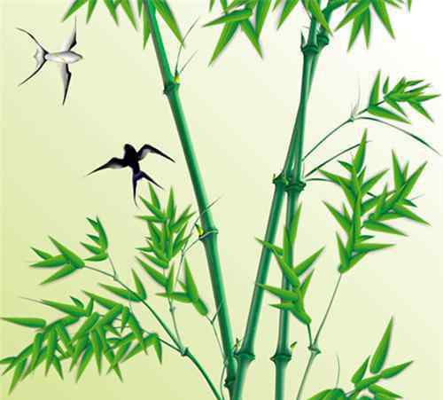 一什么翠竹 翠竹的象征意义有几种 翠竹有哪些价值
