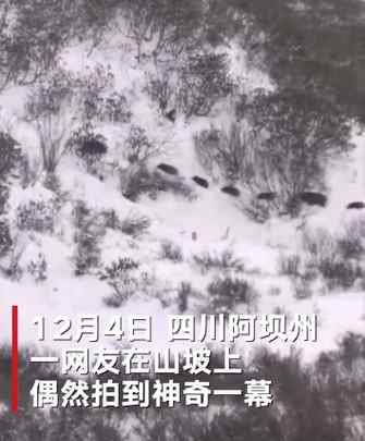 四川雪地山坡上一条黑线慢慢移动 镜头拉近一看网友直呼神奇