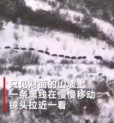 四川雪地山坡上一条黑线慢慢移动 镜头拉近一看网友直呼神奇