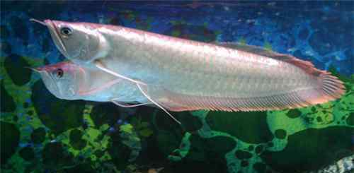 银龙鱼常见病 银龙鱼常见病都有哪些 银龙鱼一般能活多久