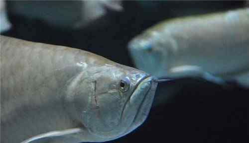 银龙鱼水温多少合适 银龙鱼水温应该怎样控制 水温变化对银龙鱼有啥影响