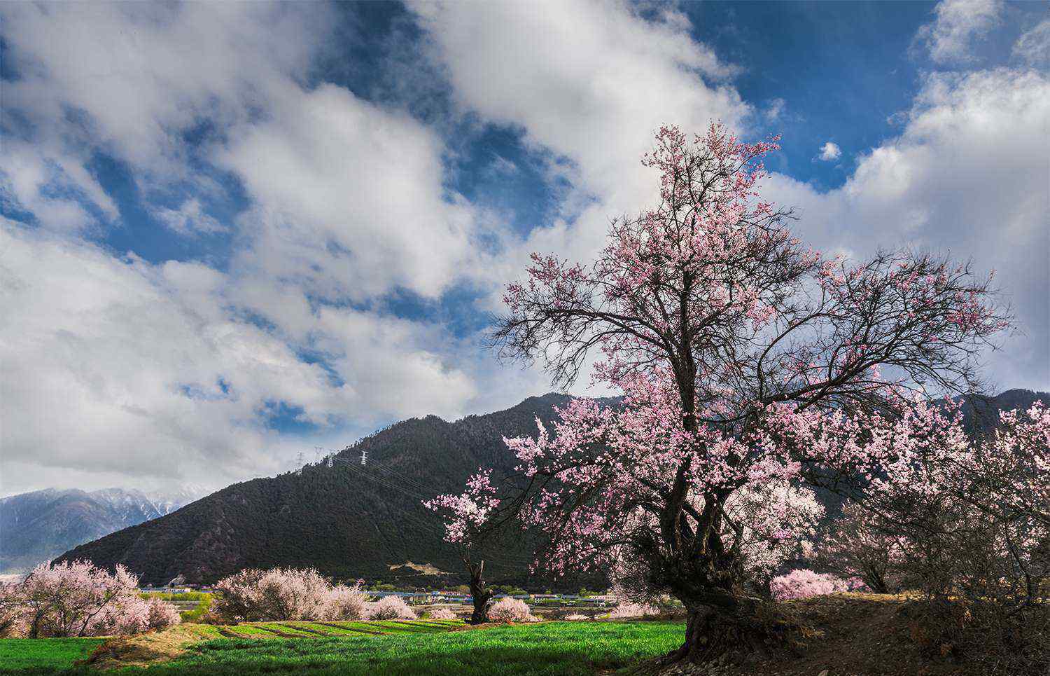 一路桃花 一 路 桃 花