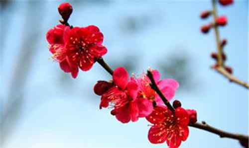 国花有哪些 中国国花是什么花啊 我国的十大名花是哪十个