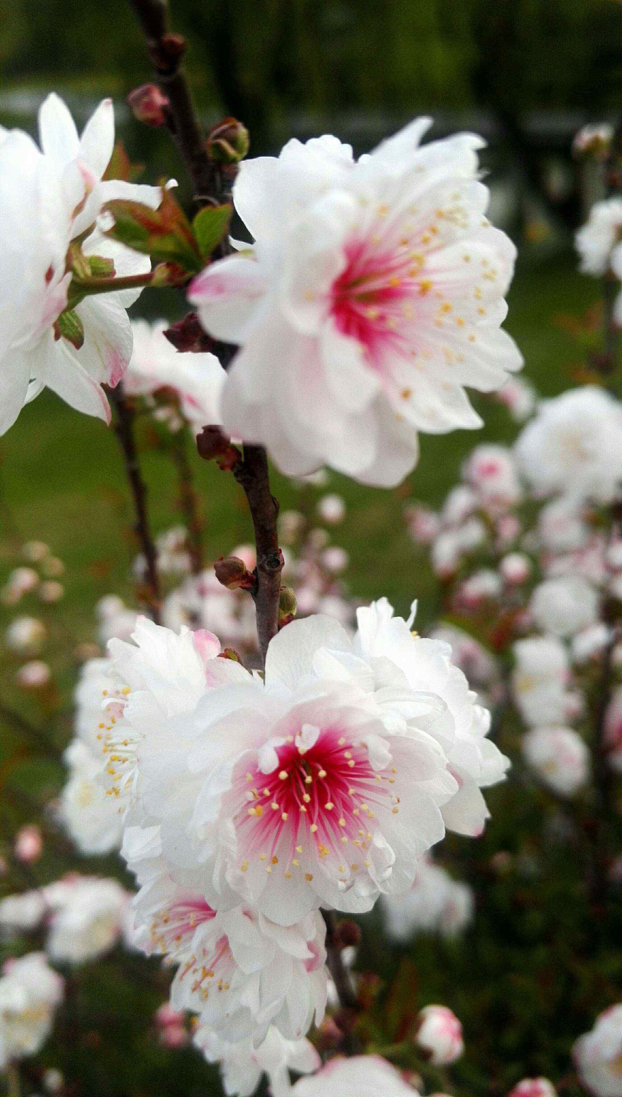 麦李 麦李花