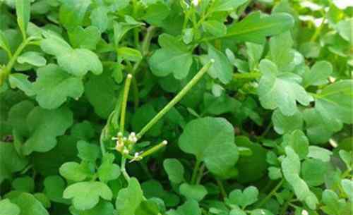 豆瓣菜 豆瓣菜是什么菜 豆瓣菜多少钱一斤