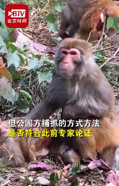 官方回应七星公园捕杀猕猴：捕捉非捕杀 现已全面叫停