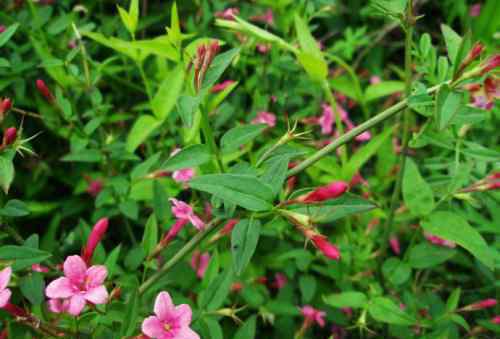 迎春花有几种 迎春花几月开 迎春花的品种有哪些