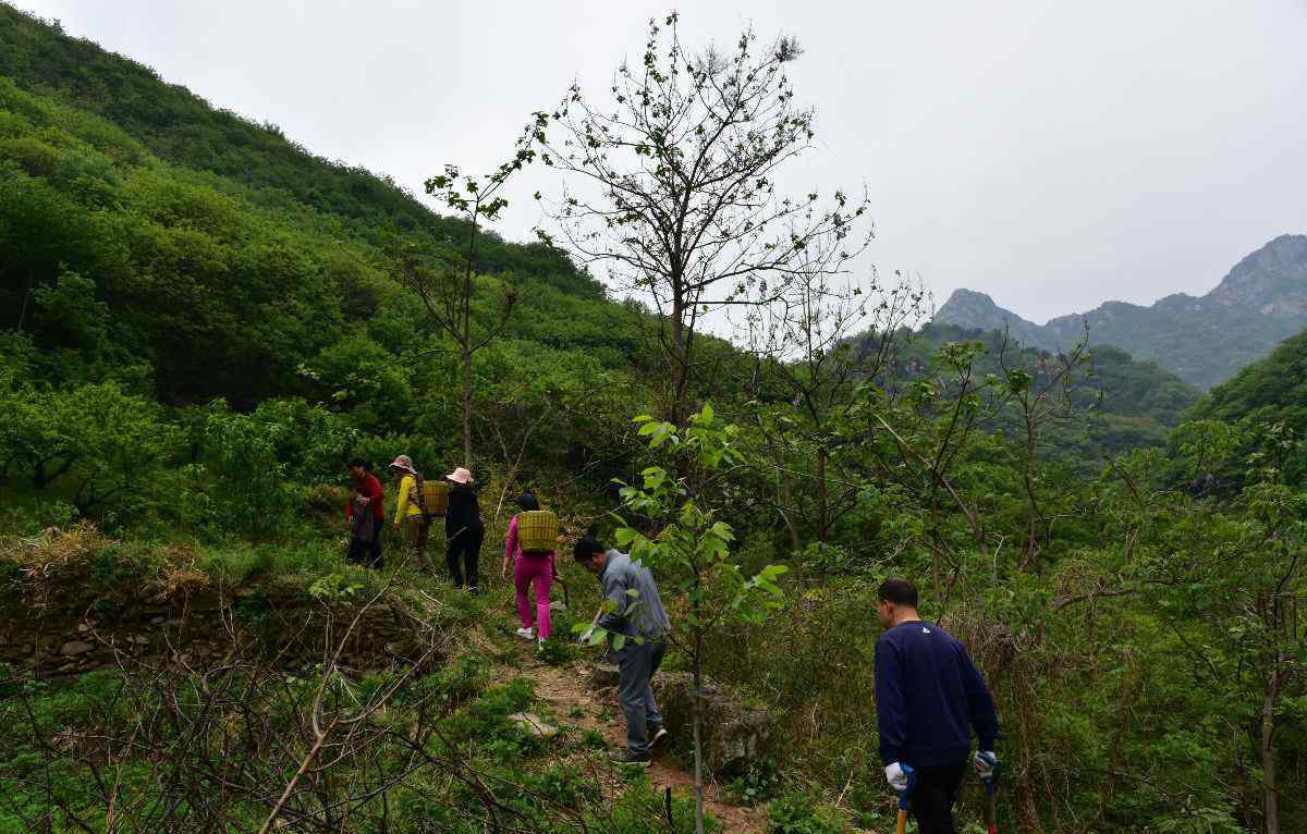 河南伏牛山 伏牛山采药