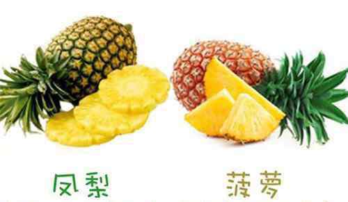 凤梨是菠萝吗 凤梨是菠萝吗 凤梨与菠萝哪个更好吃