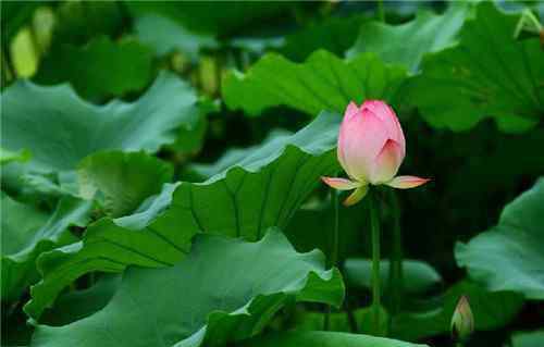 夏天的花有哪些 6月开哪些花 夏天开花的种类