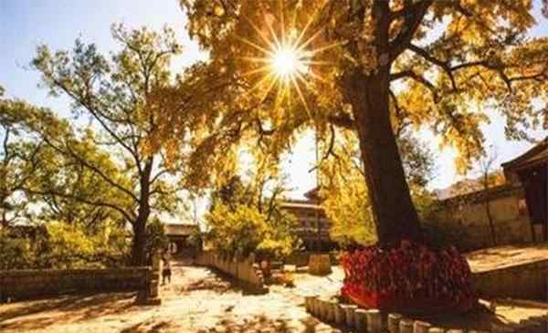 门头沟西峰寺 北京看银杏哪个地方好 景点推荐