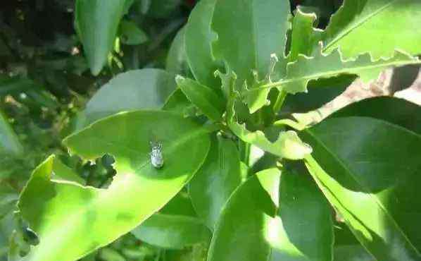 象鼻虫幼虫 柑橘灰象甲_象鼻虫