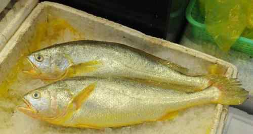 大黄鱼价格 大黄鱼价格2017 野生黄花鱼有哪些营养价值