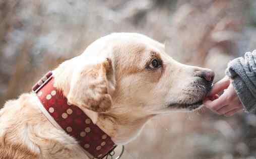 拉布拉多犬多少钱一只 温顺的拉布拉多犬价格多少钱一只？和金毛哪个好？7大驯养方法收藏好