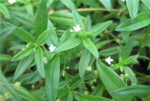 白花蛇舌草价格 白花蛇舌草价格贵不贵 白花蛇舌草可以泡水喝吗