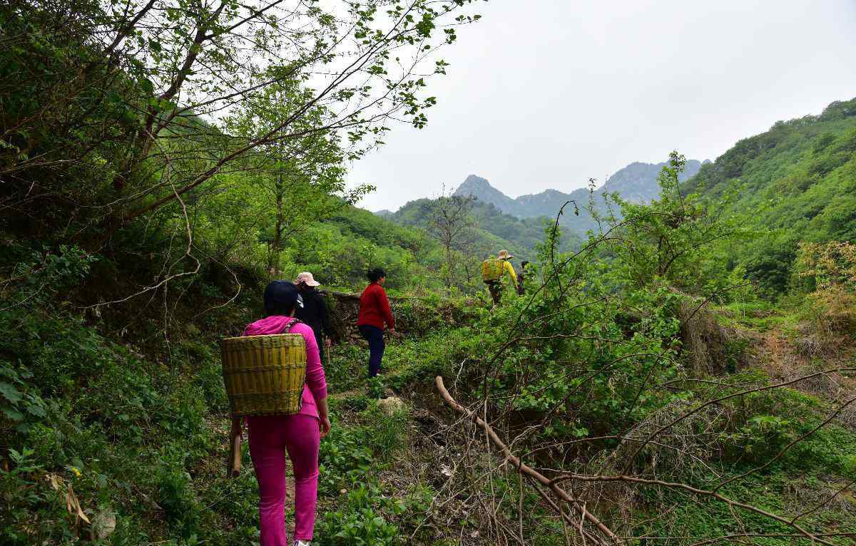 河南伏牛山 伏牛山采药