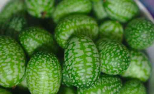 拇指西瓜 一斤可卖40元的拇指西瓜是怎么种出来的？种子哪里有卖？种植方法有哪些？什么时候成熟上市？