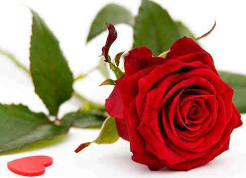 玫瑰朵数的含义 送玫瑰花数量的含义 不同朵数的玫瑰花代表什么