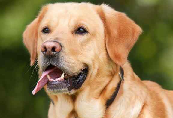 拉布拉多犬多少钱一只 温顺的拉布拉多犬价格多少钱一只？和金毛哪个好？7大驯养方法收藏好
