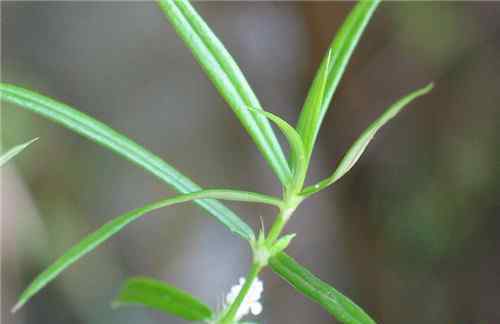 白花蛇舌草价格 白花蛇舌草价格贵不贵 白花蛇舌草可以泡水喝吗