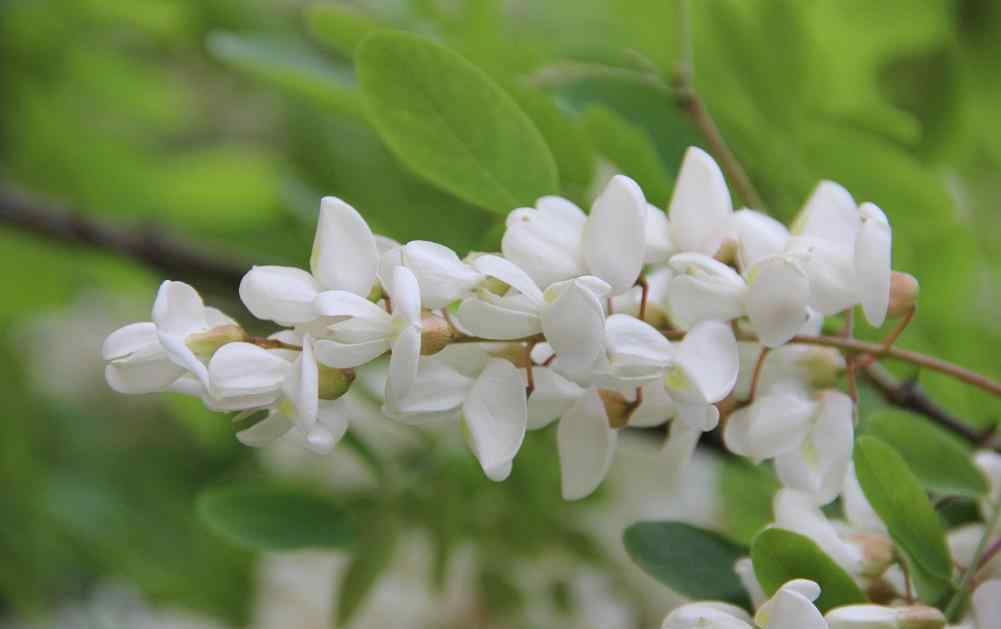 槐树花能吃吗 槐树花能吃吗 槐树花有毒吗