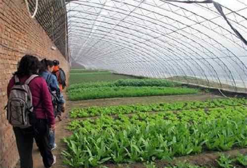 有机蔬菜基地 有机蔬菜种植基地实施方案 怎么种植有机蔬菜