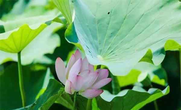 吟姿 2019中国亳州谯城区首届荷花节7月10日至31日