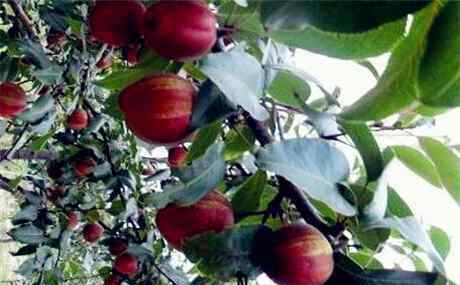 早酥红梨树苗 梨树新品种：早酥红梨价格多少钱一斤？一般什么时候成熟上市？种植前景如何？