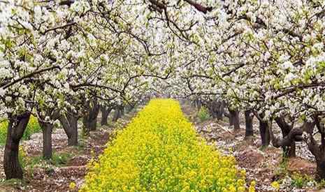 周家庄乡 2019晋州周家庄梨花节5月10日截止 附活动信息