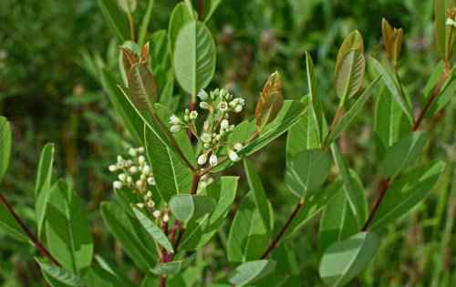 菊花山楂茶的功效与作用 中草药罗布麻根、叶、花的功效与作用有哪些？能和山楂、菊花、枸杞泡茶喝吗？